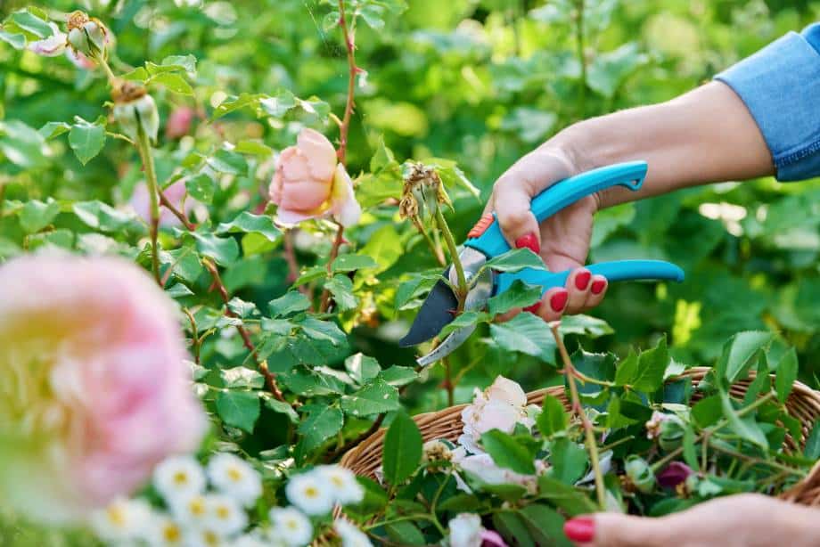 Comment bouturer un rosier ancien, grimpant ou buisson avec une pomme de terre ou dans l'eau ?