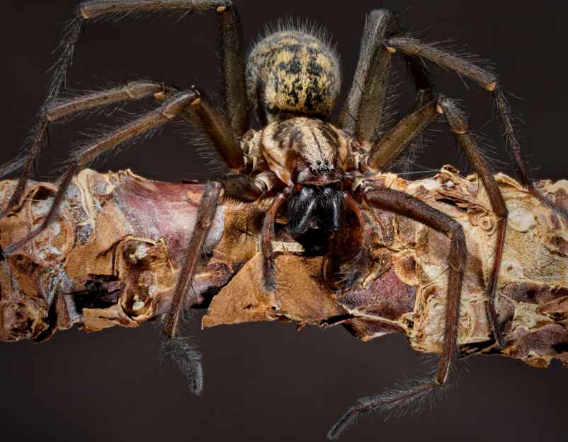 La durée de vie des araignées de maison