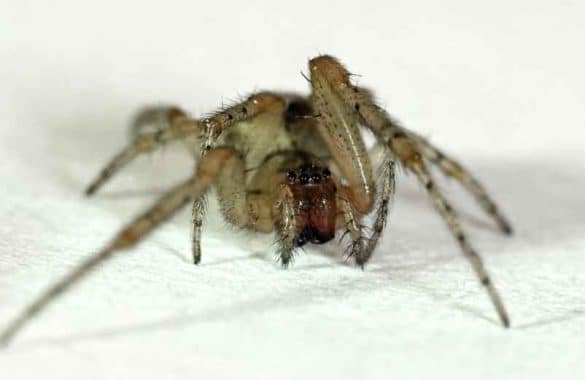 Quelle est la durée de vie d'une araignée de maison ?