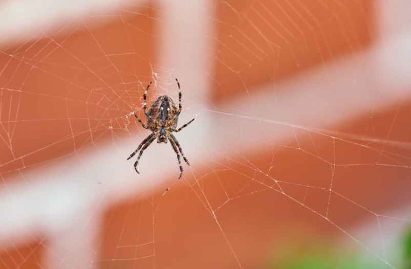 Quelques espèces d’araignées