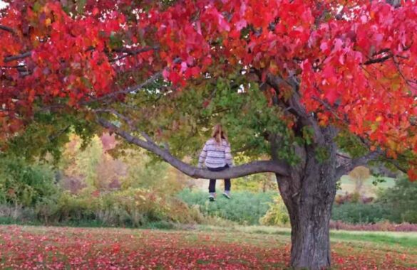 Arbres qui ne perdent pas leurs feuilles et qui poussent vite : les espèces à choisir pour votre jardin