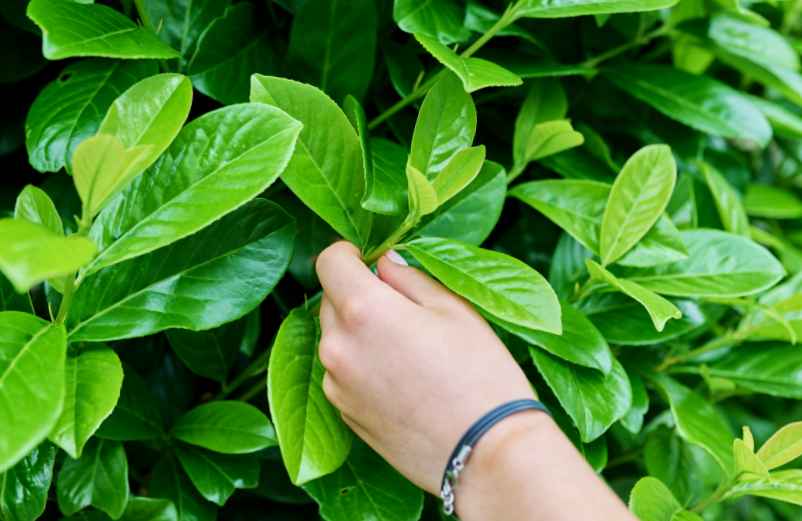 Les arbres d’ombrage à feuillage persistant pour votre jardin