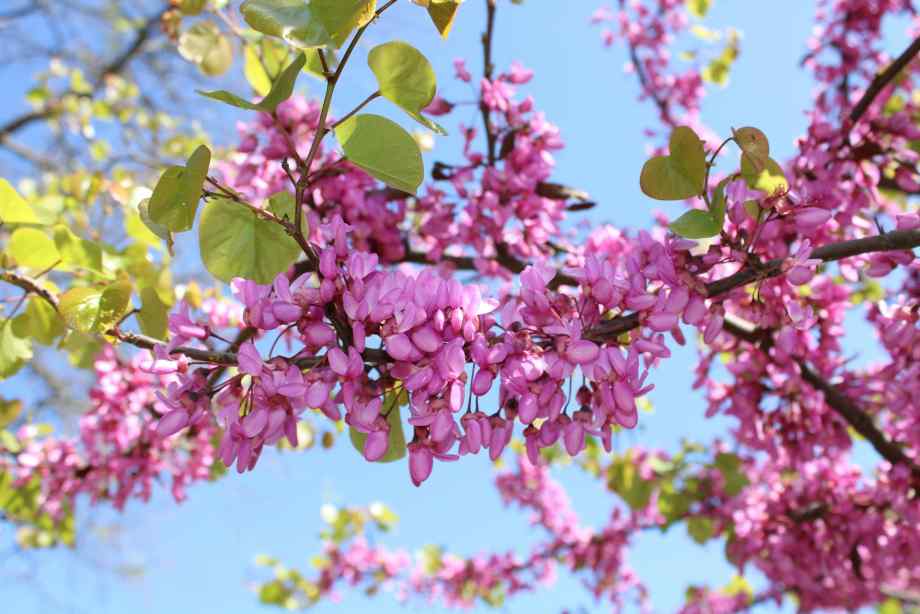 Arbre de Judée : les inconvénients à connaître avant de planter