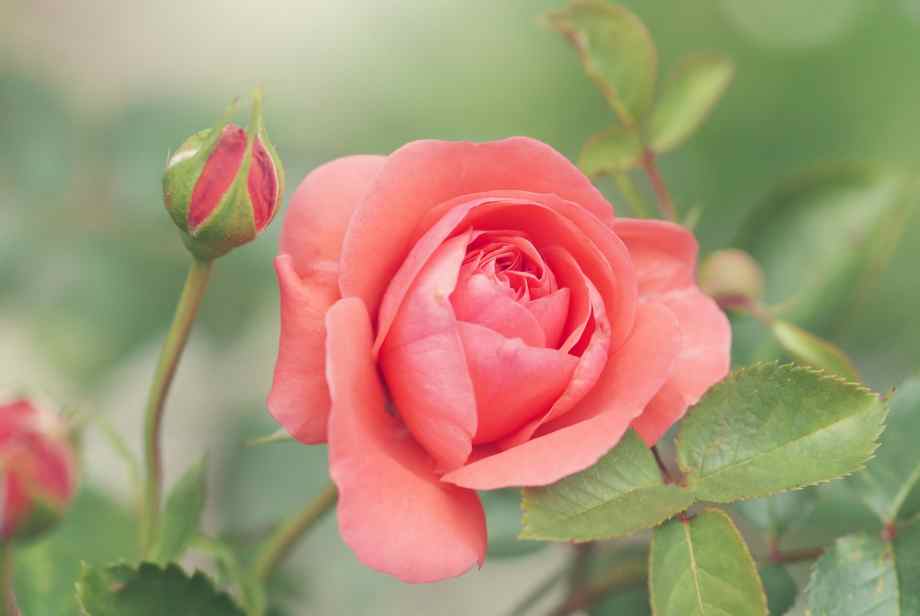 Comment faire des boutures de rosiers et quand : la méthode pas à pas