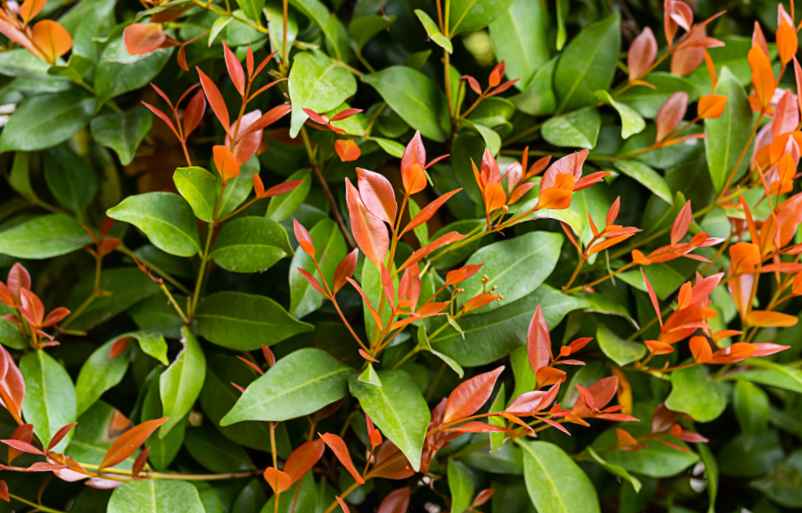 Comment tailler vos photinias ?