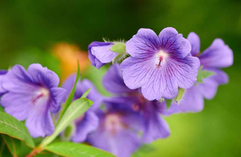 Des plantes retombantes les plus populaires