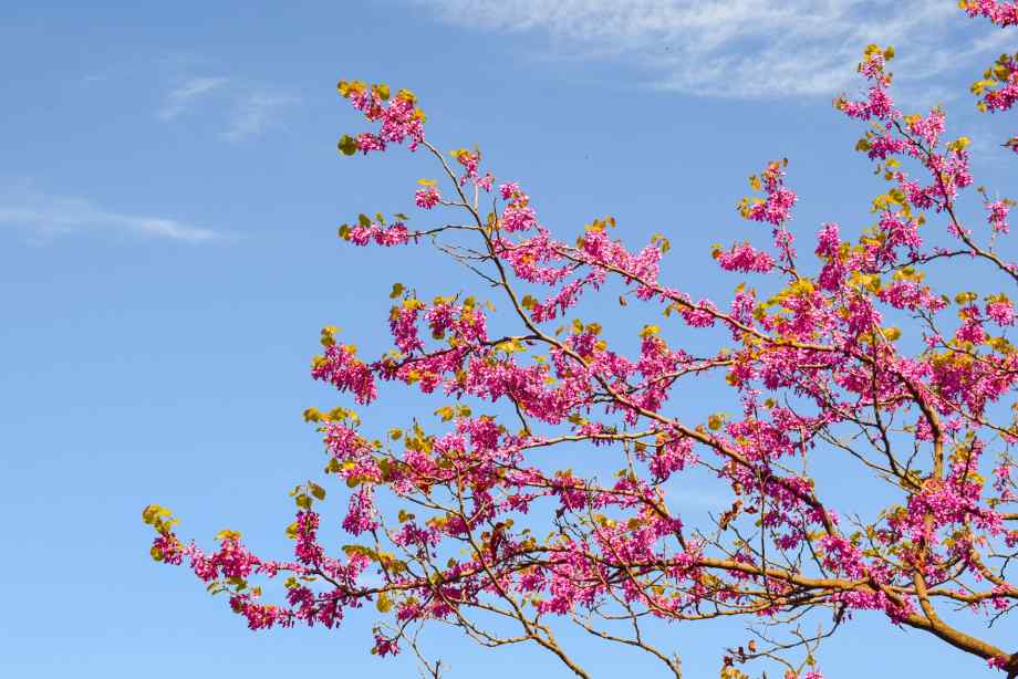 Faut-il vraiment avoir l'arbre de Judée malgré ces inconvénients ?