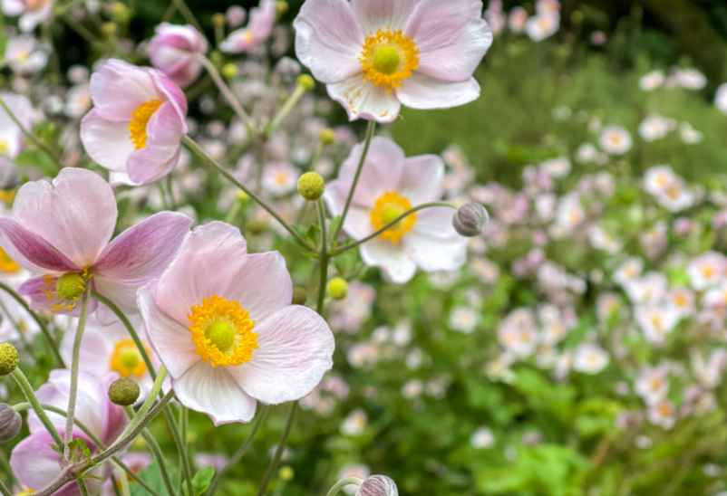 Fleurs vivaces à longue floraison pour l’ombre