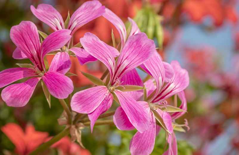 Les meilleures espèces de plantes retombantes
