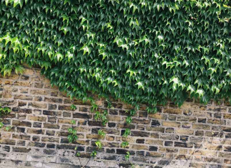 Plante retombante à feuillage persistant pour extérieur : les meilleures espèces pour votre jardin