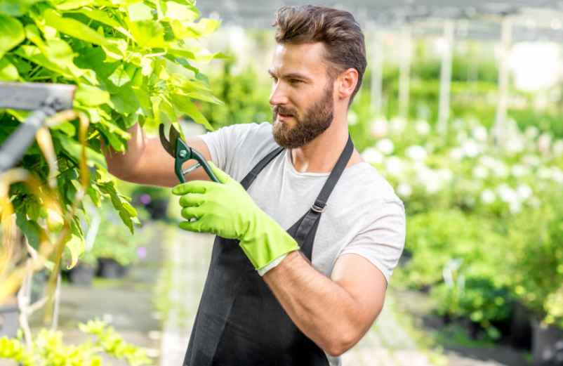 Pourquoi tailler les photinias ?