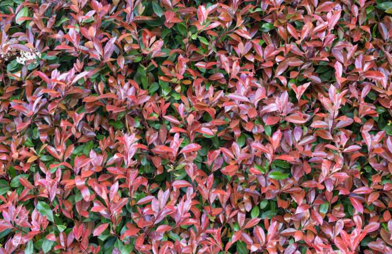 Quand et comment tailler les photinias pour favoriser une belle croissance ?