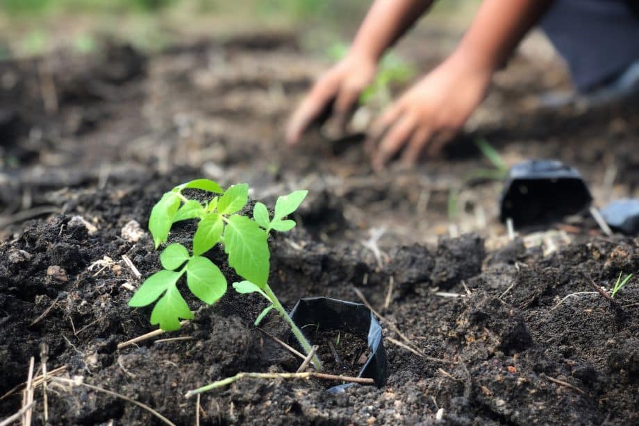 Quand faire les semis de tomates : le bon moment pour des plants vigoureux