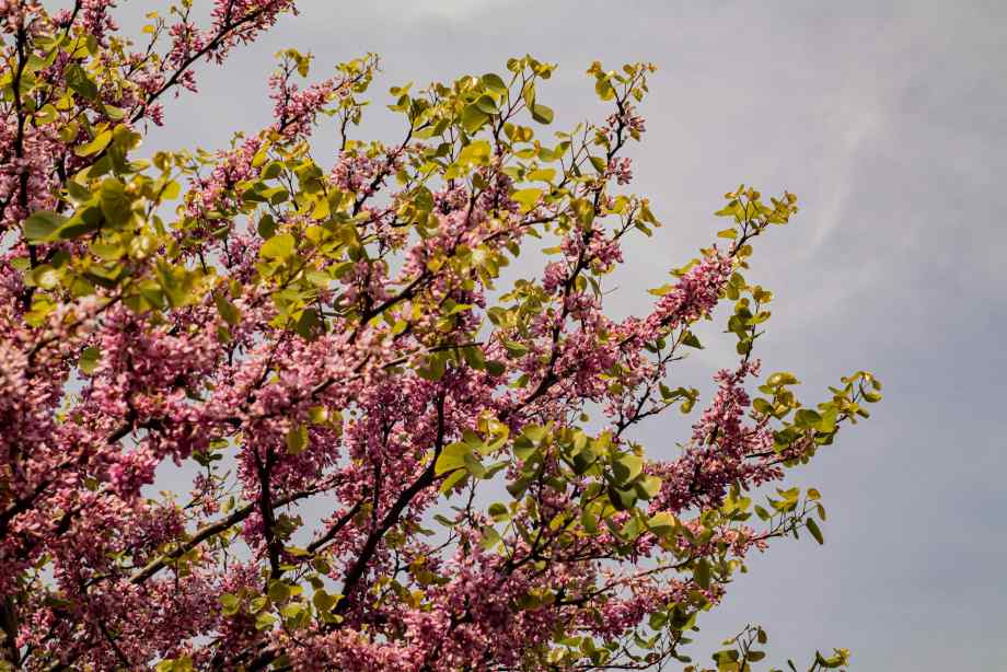 Que savoir à propos des inconvénients de l’arbre de Judée avant de le planter ?