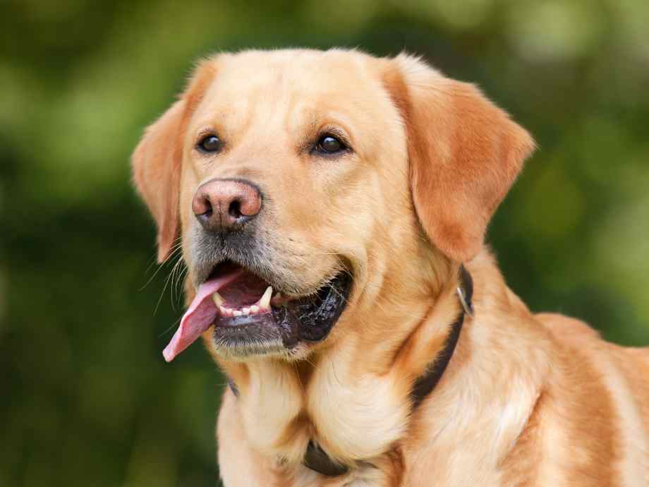 Comment choisir le bon répulsif pour chien : recette de grand-mère ?