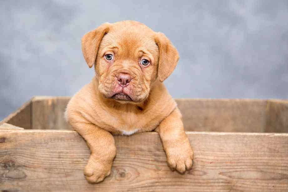 Quels sont les meilleurs répulsifs de grand-mère contre les chiens ?