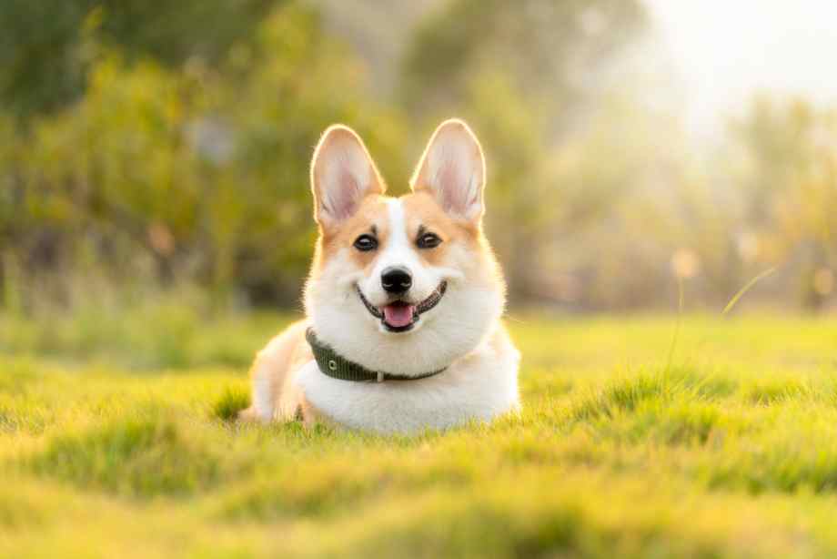 Répulsif contre chien à la maison : recette de grand-mère pour protéger votre espace