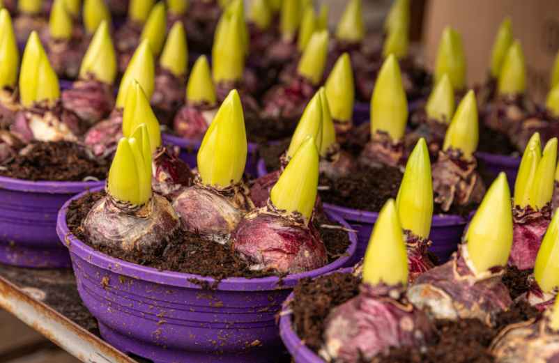 À quel moment faut-il planter les oignons de tulipes ? Polville-Habitat