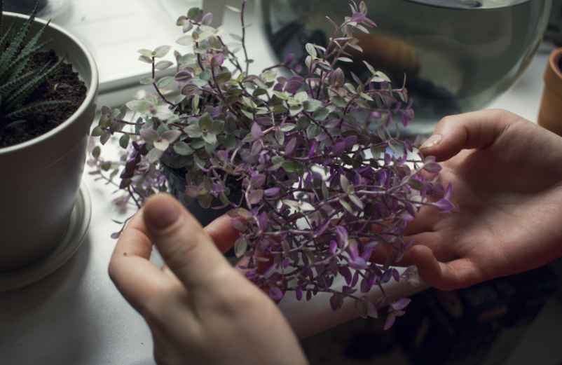Combien de temps faut-il pour que la bouture de lilas prenne racine ?