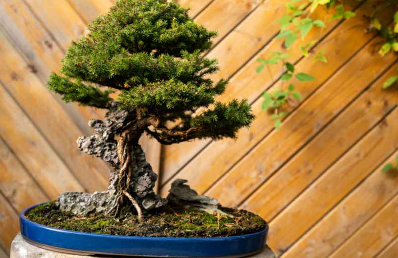 Comment entretenir un jeune bonsaï ?