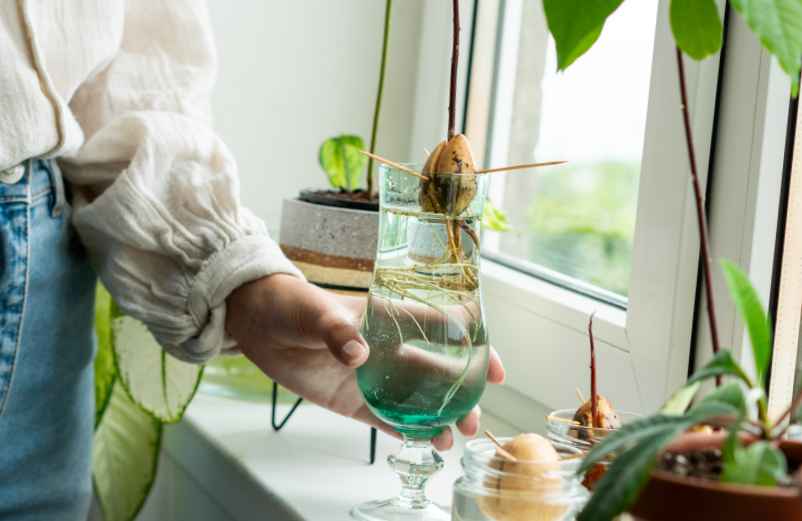 Comment faire germer un noyau d’avocat dans un verre d’eau ? Étapes simples à suivre