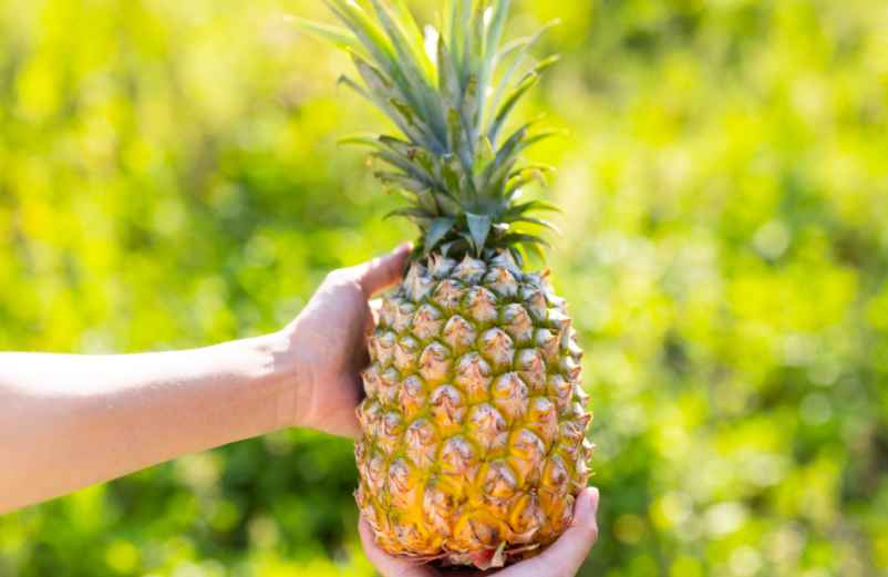 Comment faire pousser des ananas chez soi ? Guide pour réussir en intérieur