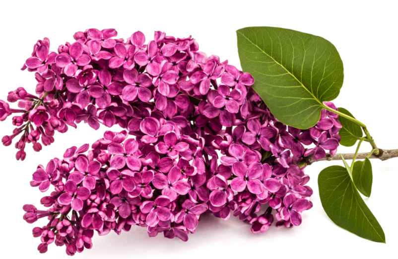 Comment faire une bouture de lilas dans l’eau ? Technique facile à tester