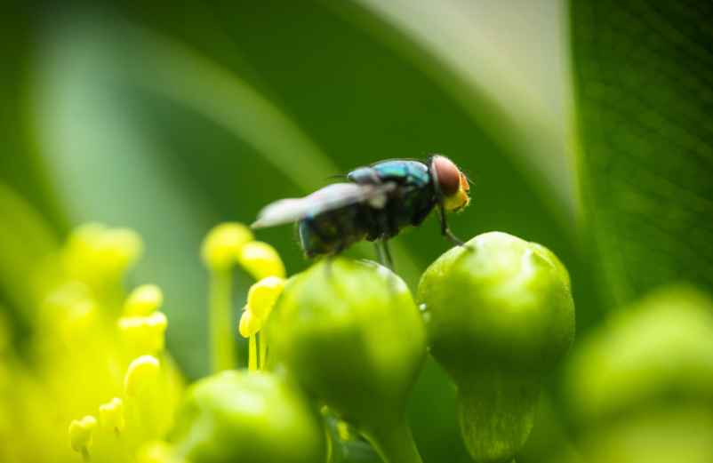 Comment prévenir la réapparition des mouches vertes dans la maison ? Polville-Habitat