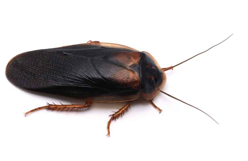 Comment se débarrasser des blattes de jardin ? Méthodes naturelles et efficaces