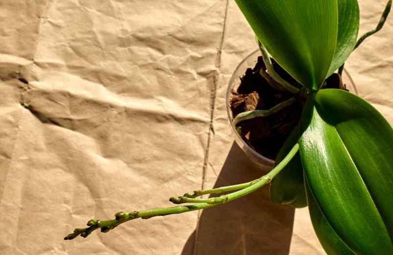 Étape 4 : Fertiliser au bon moment