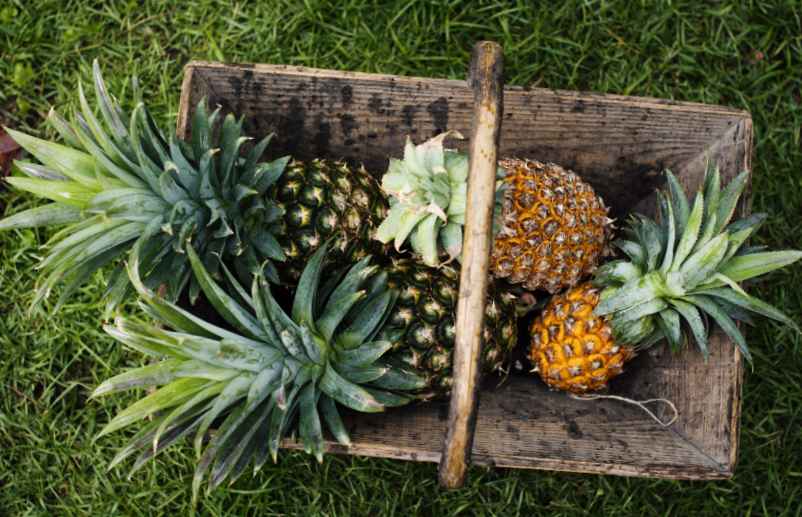 Faire pousser l’ananas chez soi : quand espérer un fruit ?