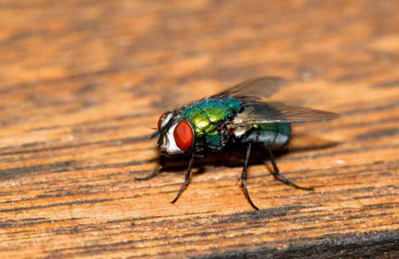 Mouche verte dans la maison : signification et comment s’en débarrasser Polville-Habitat