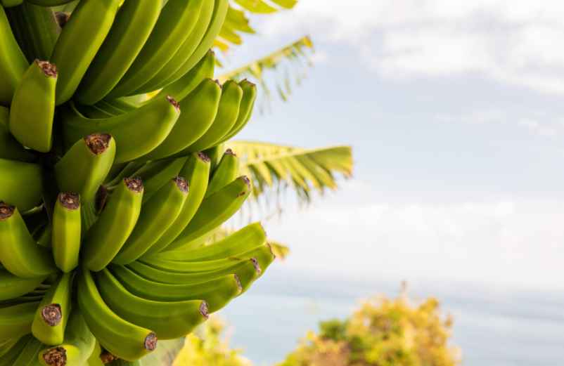 Peut-on faire germer une banane pour obtenir un bananier ?