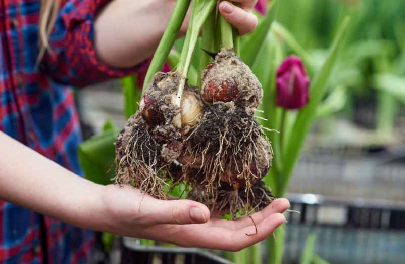 Peut-on planter les tulipes ailleurs que dans un jardin ? Polville-Habitat