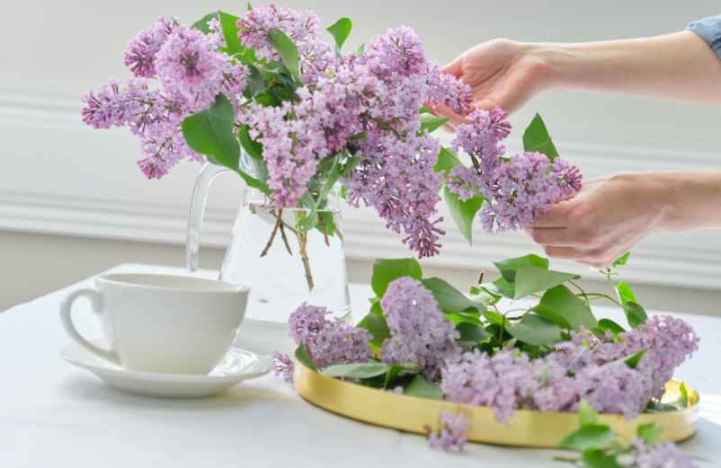 Pourquoi bouturer le lilas dans l’eau est-il une bonne idée ?