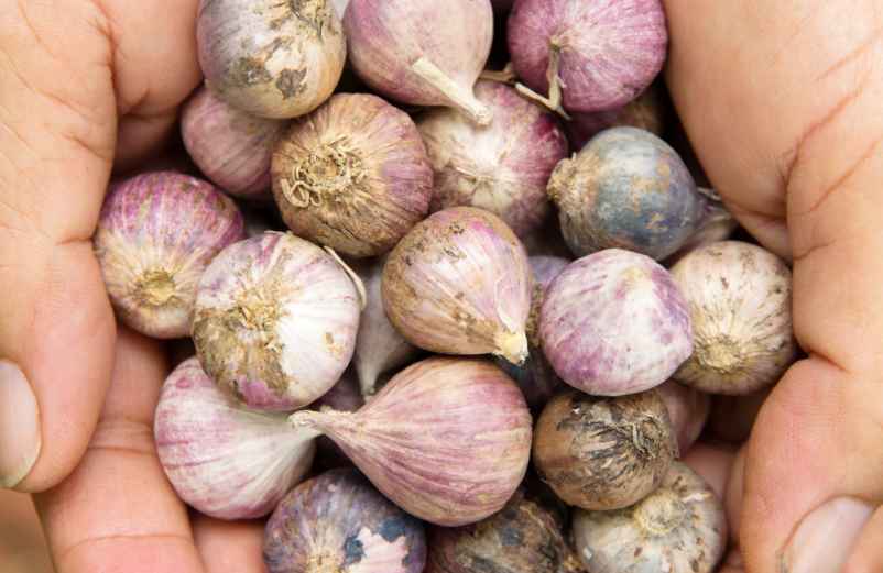 Pourquoi choisir l’ail rose plutôt qu’une autre variété ?