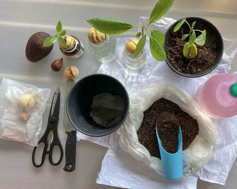 Pourquoi choisir la méthode du verre d’eau pour faire germer un noyau d’avocat ?