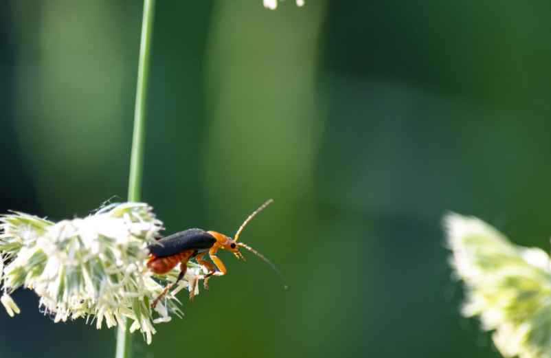 Pourquoi les blattes ou cafards apparaissent-elles dans le jardin ?