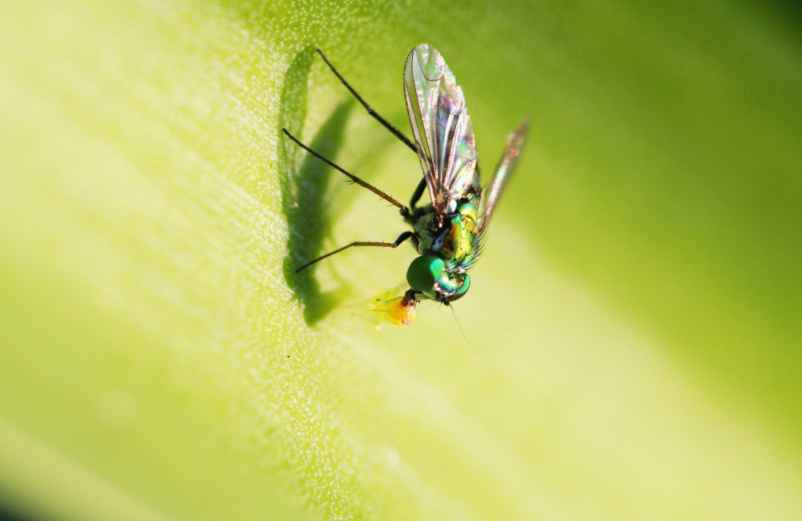 Pourquoi y a-t-il des mouches vertes dans la maison ? Polville-Habitat