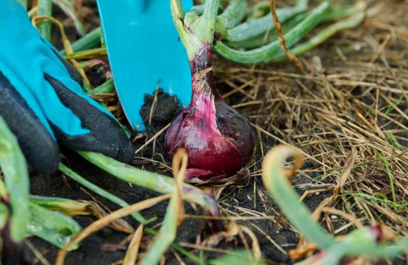 Quelle est la meilleure période pour planter les oignons ? Polville-Habitat