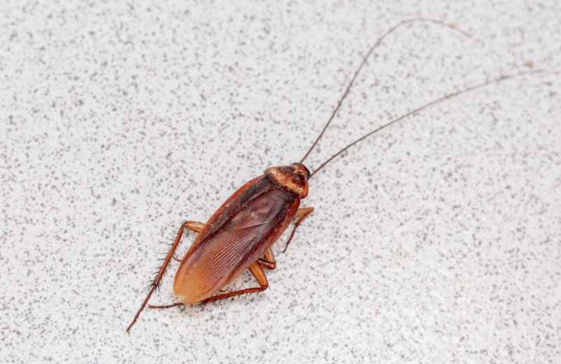 Quelles méthodes naturelles pour éradiquer les blattes déjà installées ?
