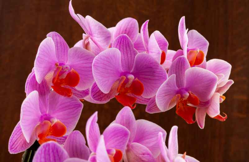 Quelles sont les étapes pour faire refleurir une orchidée sans tige ?