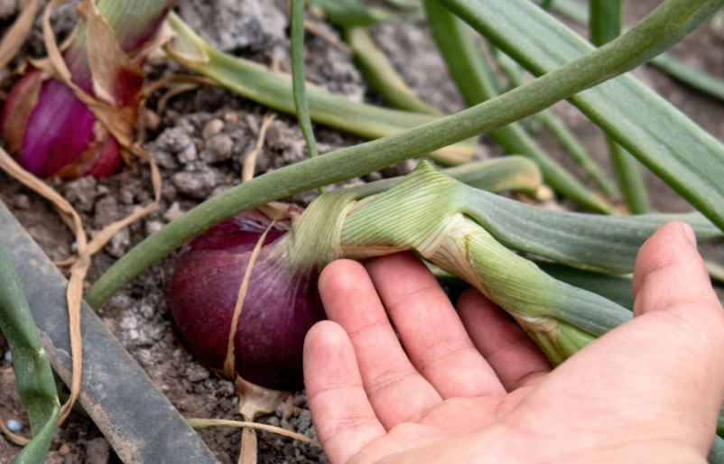 Quels gestes pour bien planter ses oignons ? Polville-Habitat
