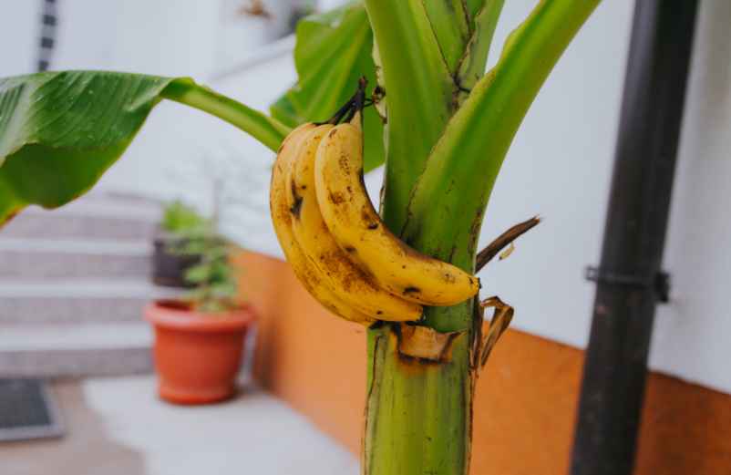 Un bananier peut-il produire des fruits chez un particulier ?