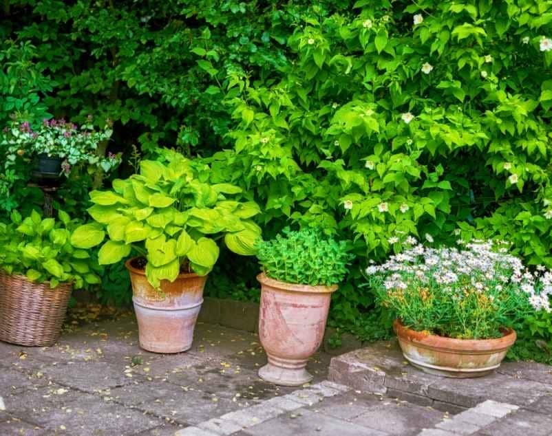 À quelle période planter des plantes d’extérieur en pot ?-Polville Habitat