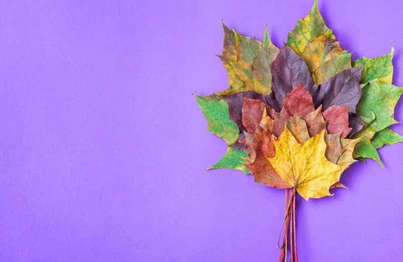 Activité manuelle avec des feuilles d’arbres : idées créatives faciles à faire avec les enfants-Polville Habitat