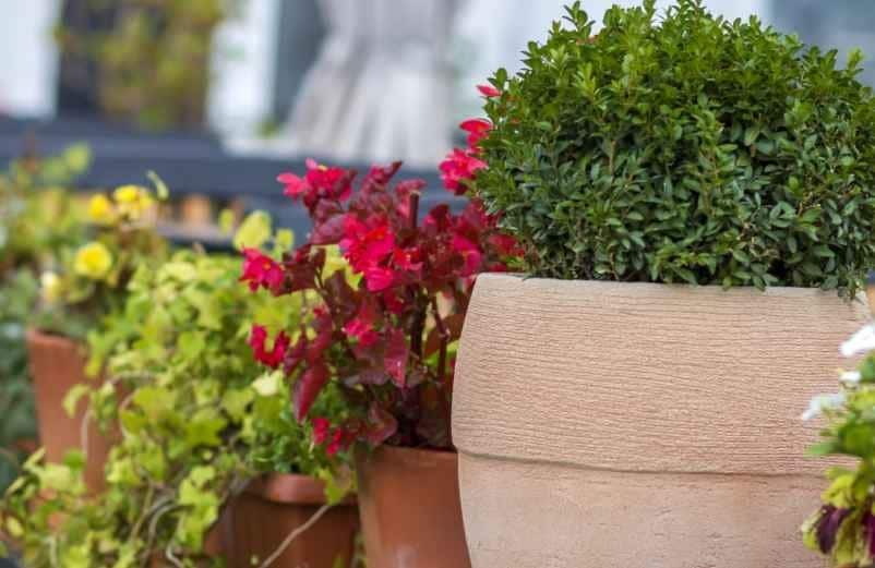 Plantes d’extérieur sans entretien en pot : les variétés increvables qui résistent à tout-Polville Habitat
