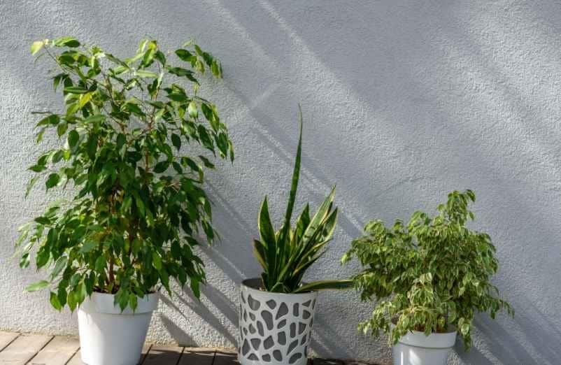 Quelles caractéristiques rendent ces plantes vraiment increvables ?-Polville Habitat