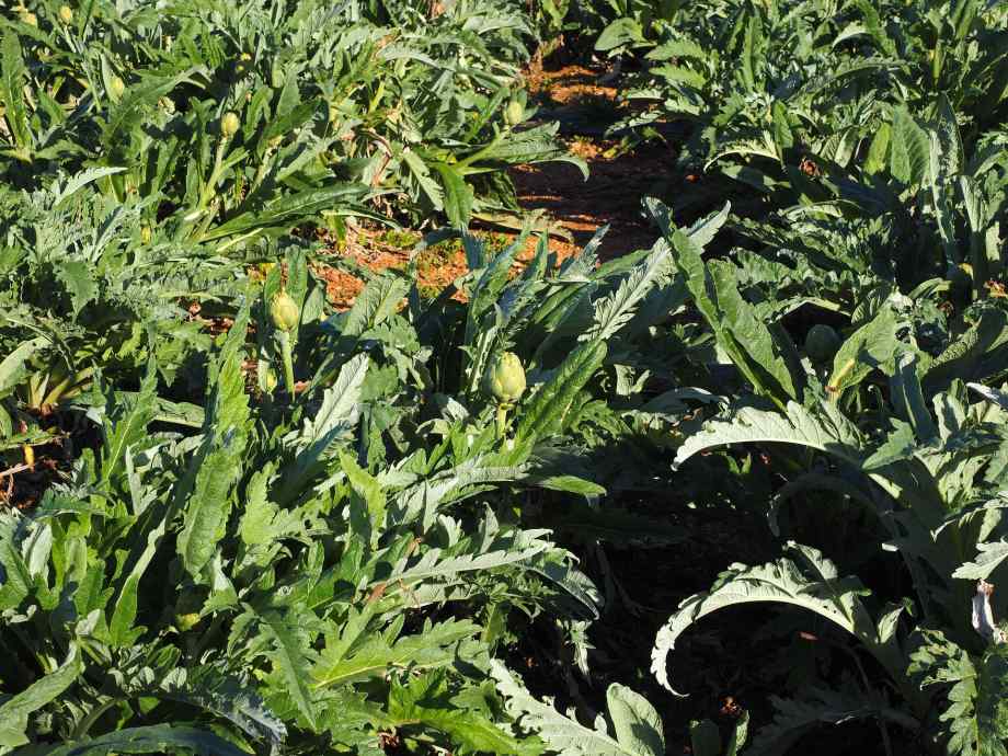 Nettoyer et enrichir le sol du potager-Polville Habitat