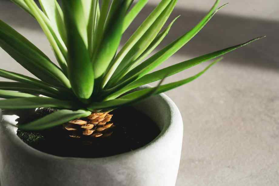 Quelles plantes privilégier pour un air plus sain ?-Polville Habitat Quelles plantes privilégier pour un air plus sain ?-Polville Habitat